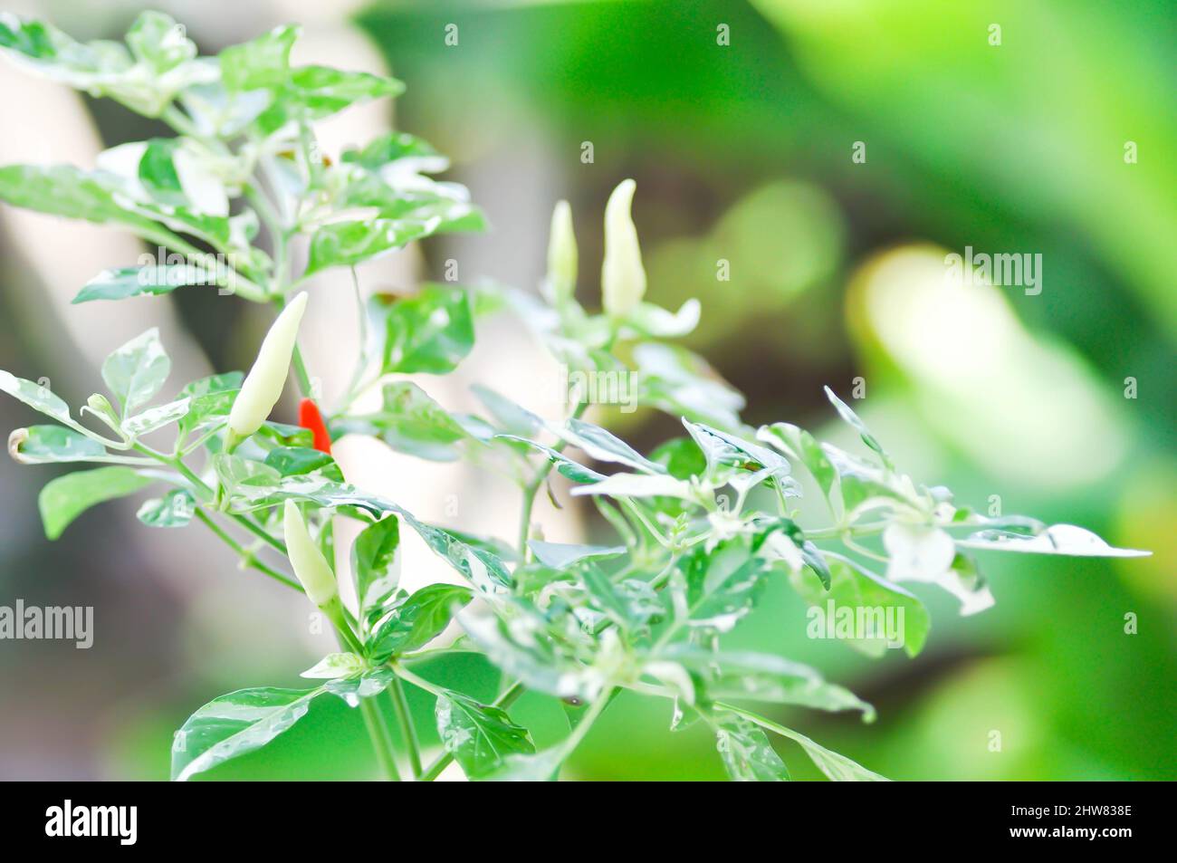 Peppers alder southern
