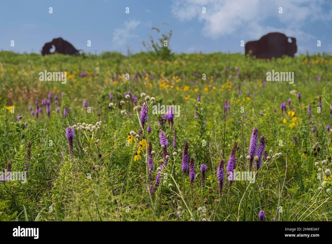 Prarie Grassland Wildflowers and Buffalo Sculpture, Missouri Welcome Center, Highway I-35. Stock Photo