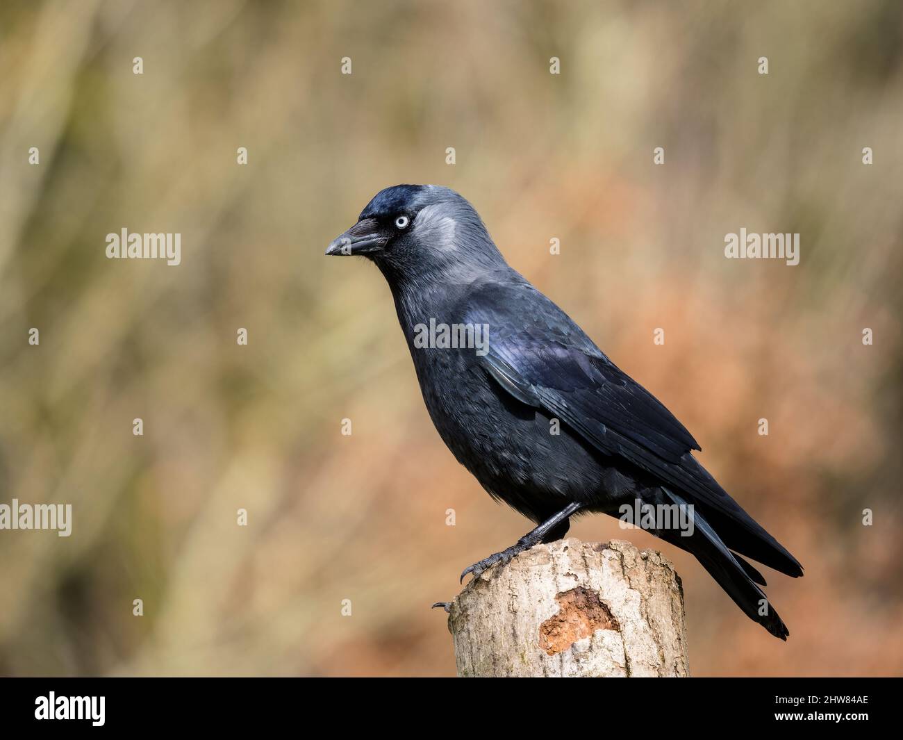 Jackdaw foraging in early spring in mid Wales Stock Photo