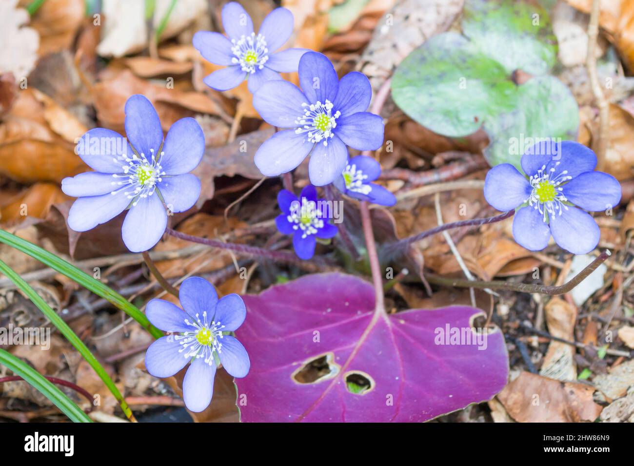 First spring flowers.  Natural background. Selective focus. Stock Photo