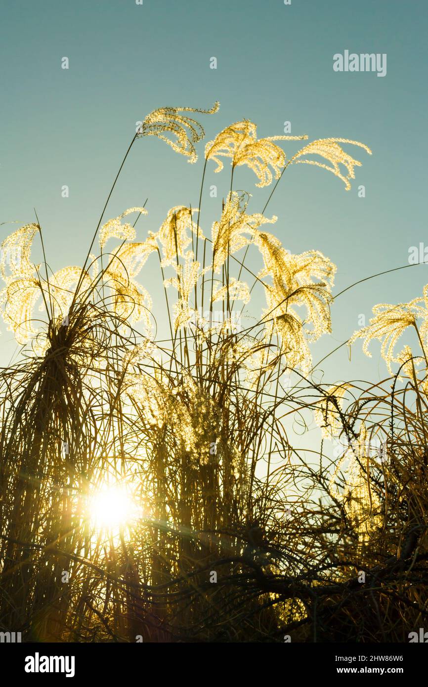 Sun rays through thickets hi-res stock photography and images - Alamy