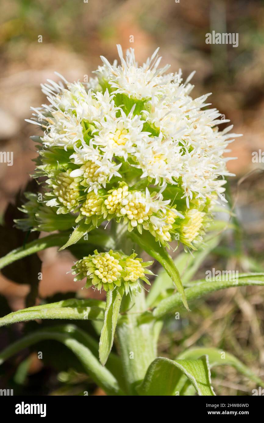Flower edelweiss in the mountains of the Alps. Switzerland. Stock Photo