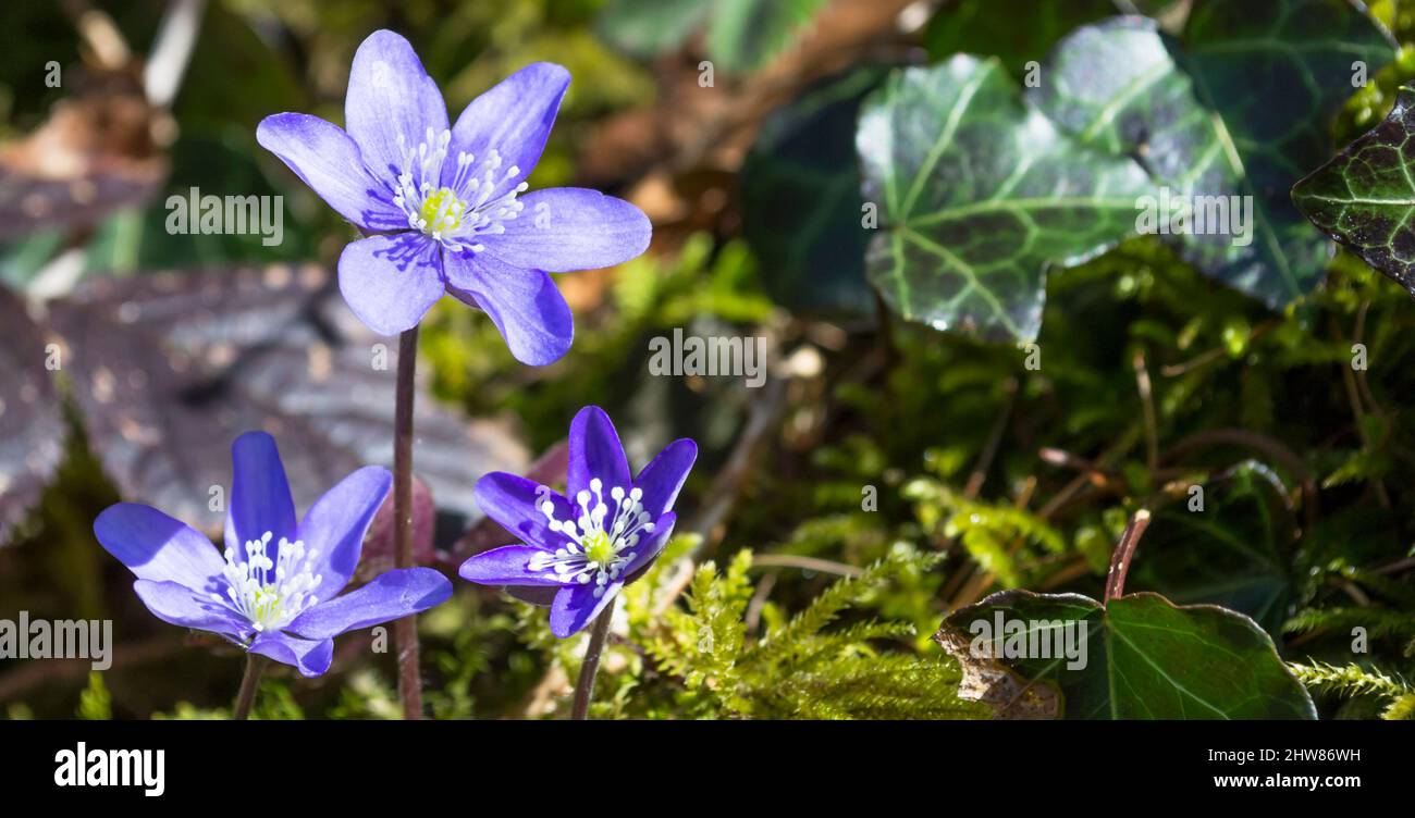 First spring flowers. Snowdrops with dew drops. Natural background. Selective focus. Stock Photo