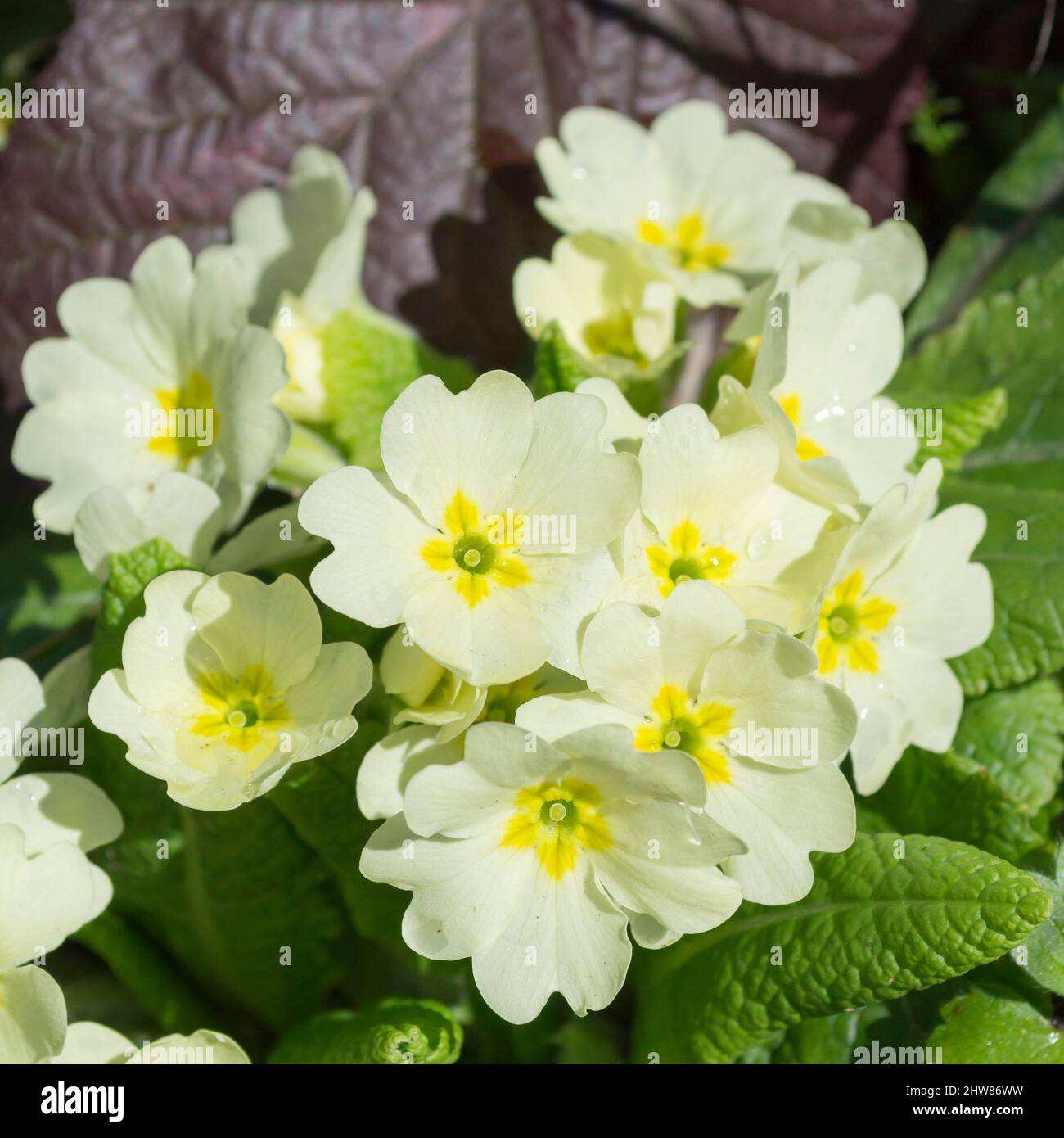 First spring flowers. Snowdrops with dew drops. Natural background. Selective focus. Stock Photo