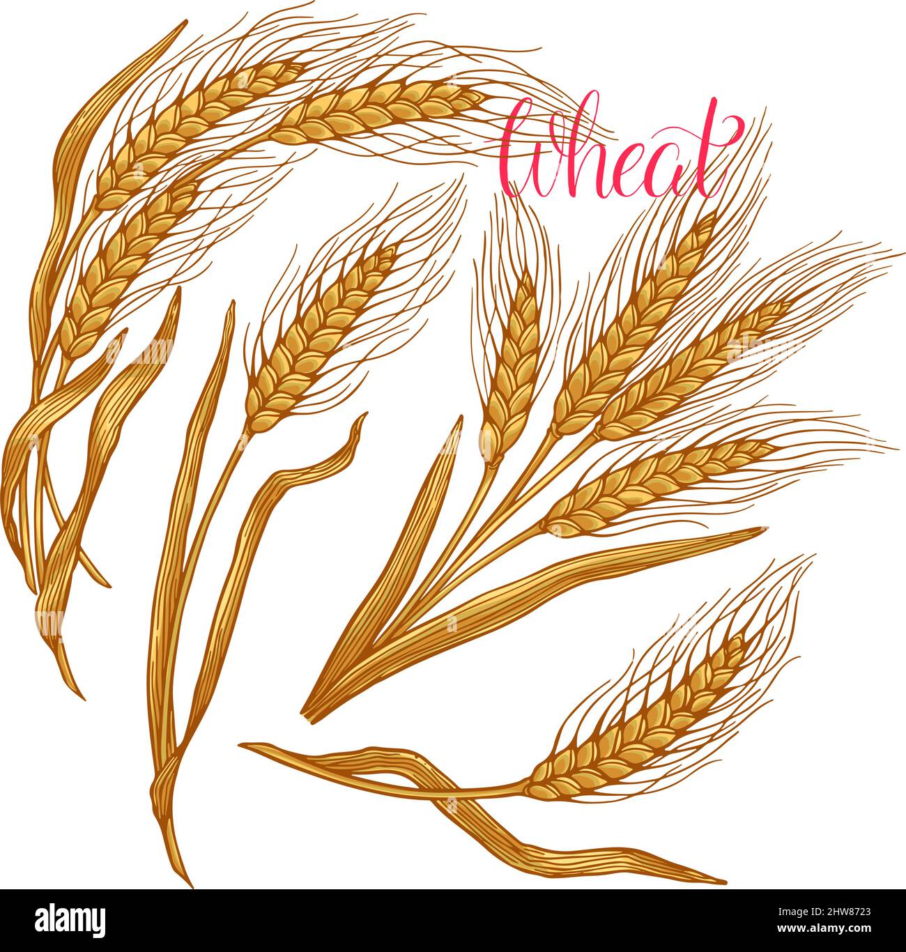 Set of wheat bread ears cereal crop. hand drawn illustration Stock ...