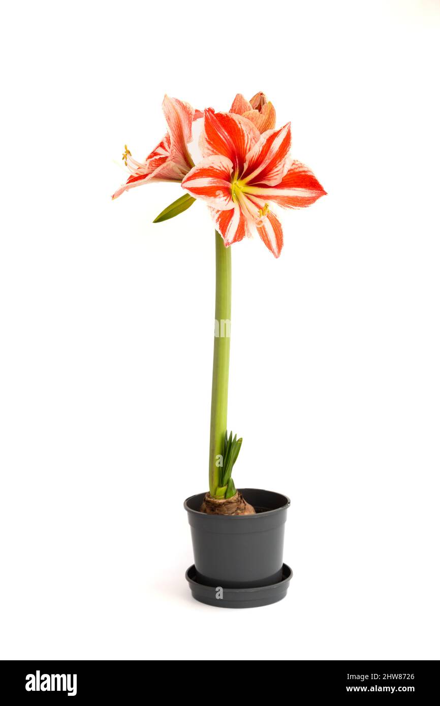 Amaryllis spartacus flowering in pot Stock Photo