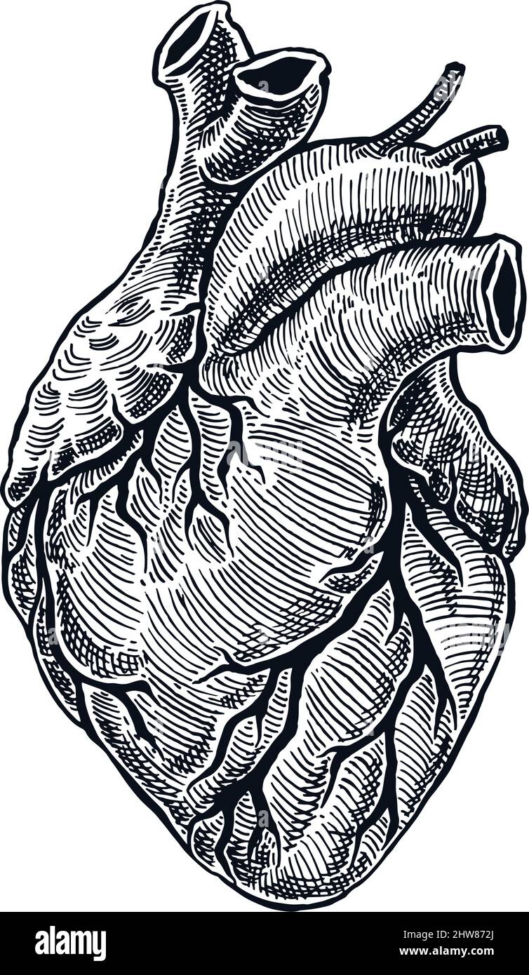 Realistic Human Heart. Vintage style. Hand Drawn illustration Stock Vector