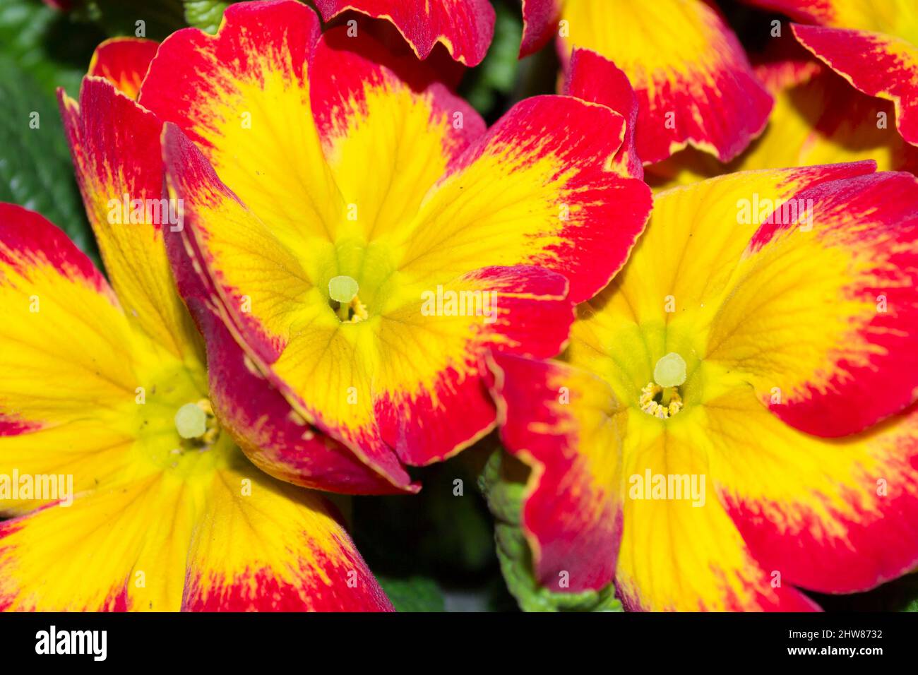 Flower Primrose close up. Selective focus. Natural background. Stock Photo