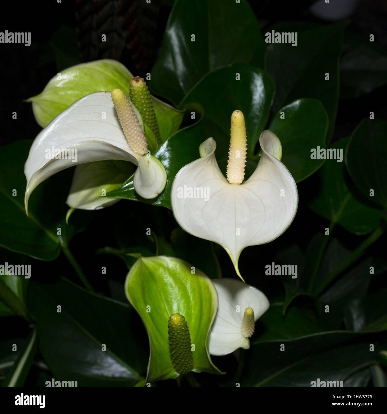 Flowers calla lilies on a black background. Calloideae Stock Photo