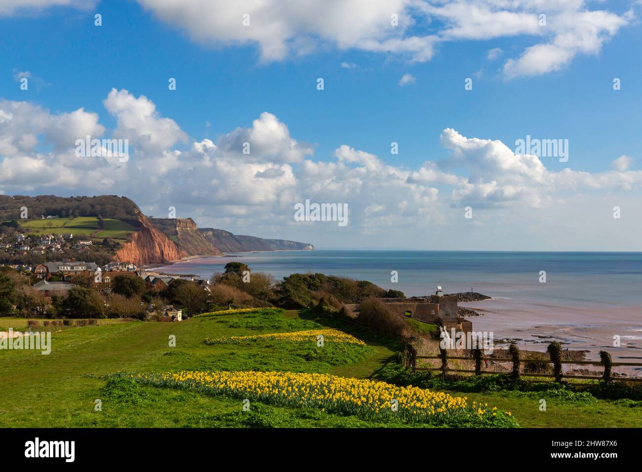 Sidmouth, Devon, UK. 4th Mar, 2022. UK Weather. sunshine and Daffodils in bloom next to the South West Coast Path at Sidmouth in Devon, creating a sea of yellow thanks to Keith Owen, a Canadian investment banker who lived in Sidmouth - when he died in 2007 he left his entire life savings, £2.3 million to the town's Sid Vale Association, with his dying wish for a million flowers to be planted. The hope is that Keith's legacy brings happiness to locals and visitors for generations to come. Credit: Carolyn Jenkins/Alamy Live News Stock Photo