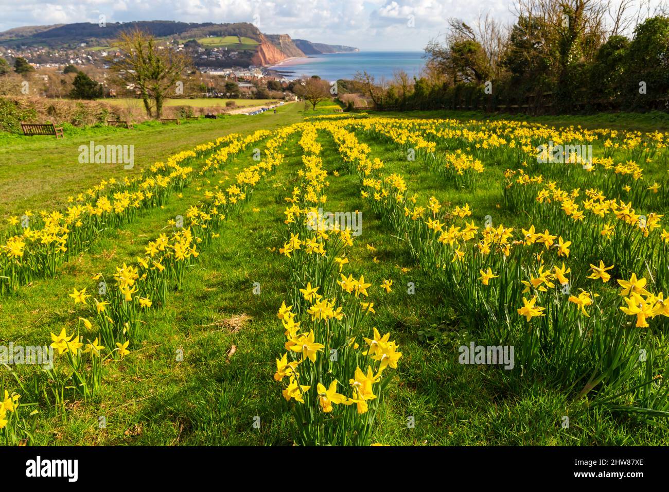 Sidmouth, Devon, UK. 4th Mar, 2022. UK Weather. sunshine and Daffodils in bloom next to the South West Coast Path at Sidmouth in Devon, creating a sea of yellow thanks to Keith Owen, a Canadian investment banker who lived in Sidmouth - when he died in 2007 he left his entire life savings, £2.3 million to the town's Sid Vale Association, with his dying wish for a million flowers to be planted. The hope is that Keith's legacy brings happiness to locals and visitors for generations to come. Credit: Carolyn Jenkins/Alamy Live News Stock Photo