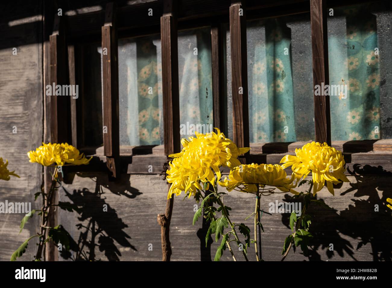 A yellow Chrysanthemum, the flower of Emperors, as they are know in