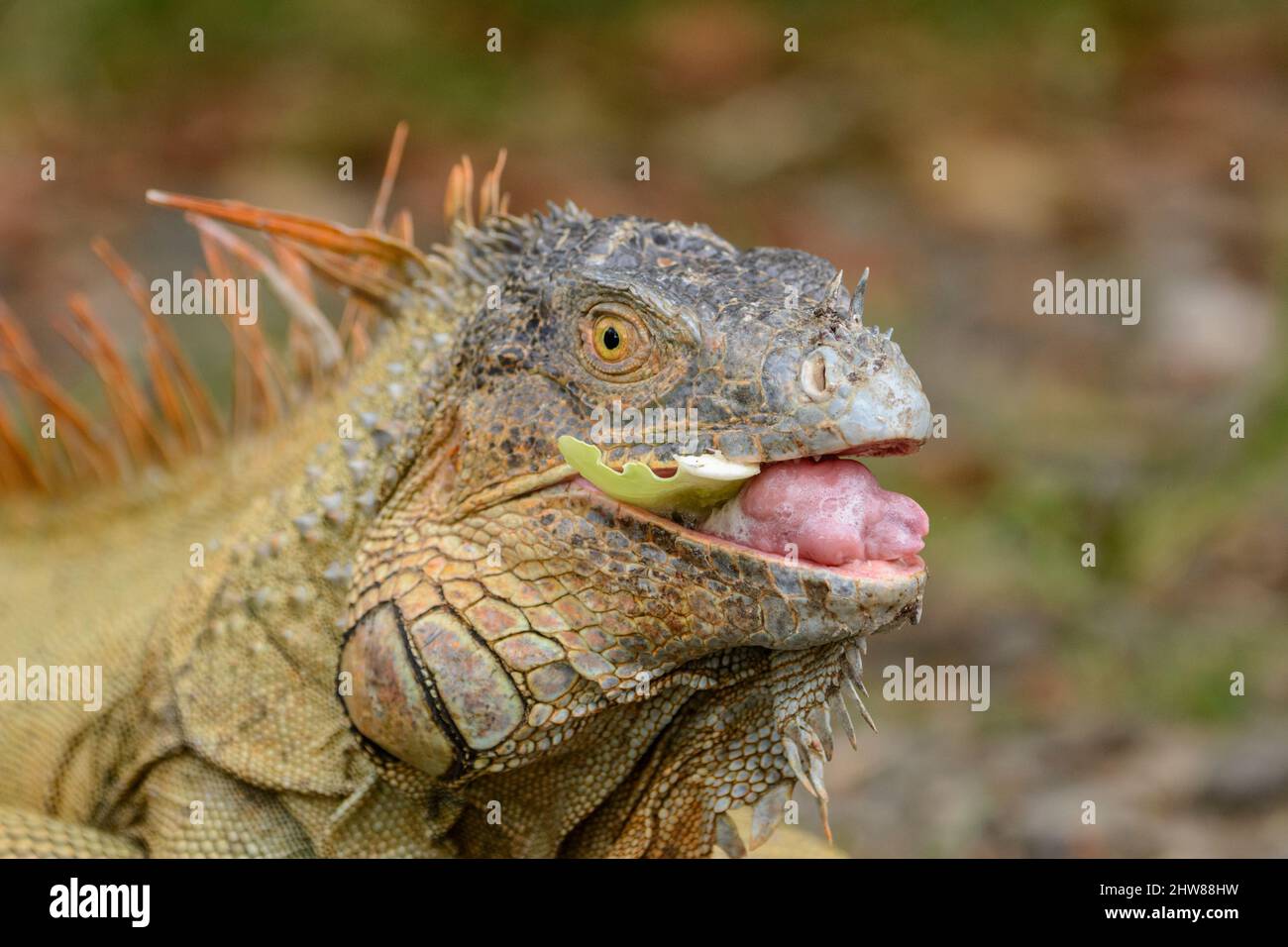 Green iguana (Iguana iguana), also known as the American iguana or the common green iguana, Costa Rica, Central America Stock Photo