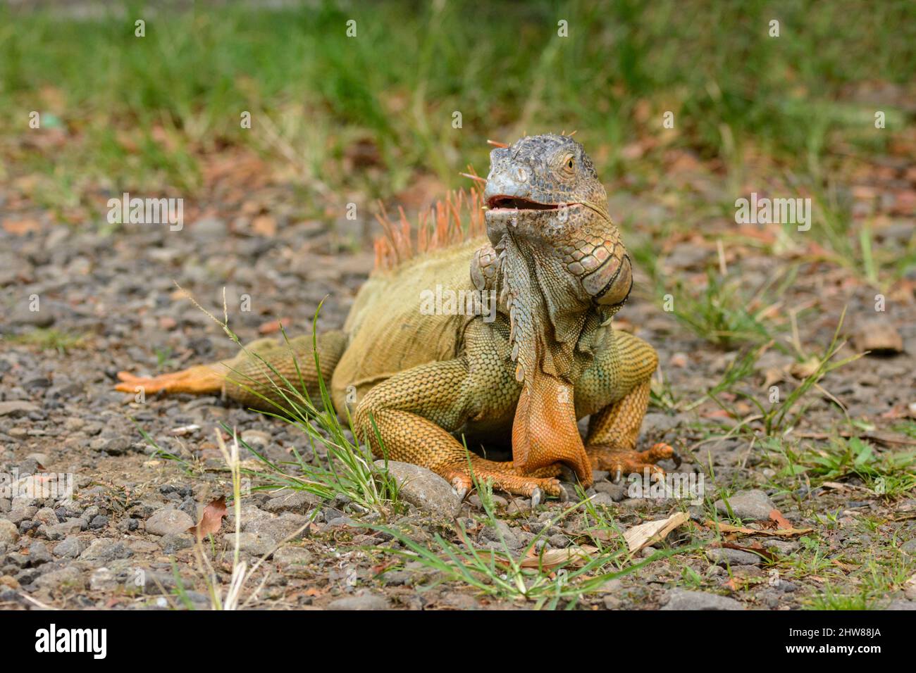 Green iguana (Iguana iguana), also known as the American iguana or the common green iguana, Costa Rica, Central America Stock Photo