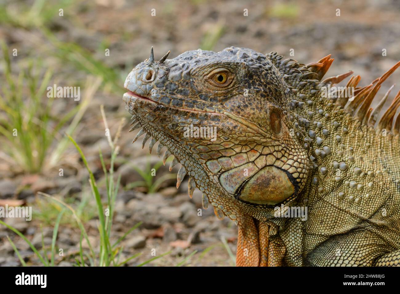 Green iguana (Iguana iguana), also known as the American iguana or the common green iguana, Costa Rica, Central America Stock Photo