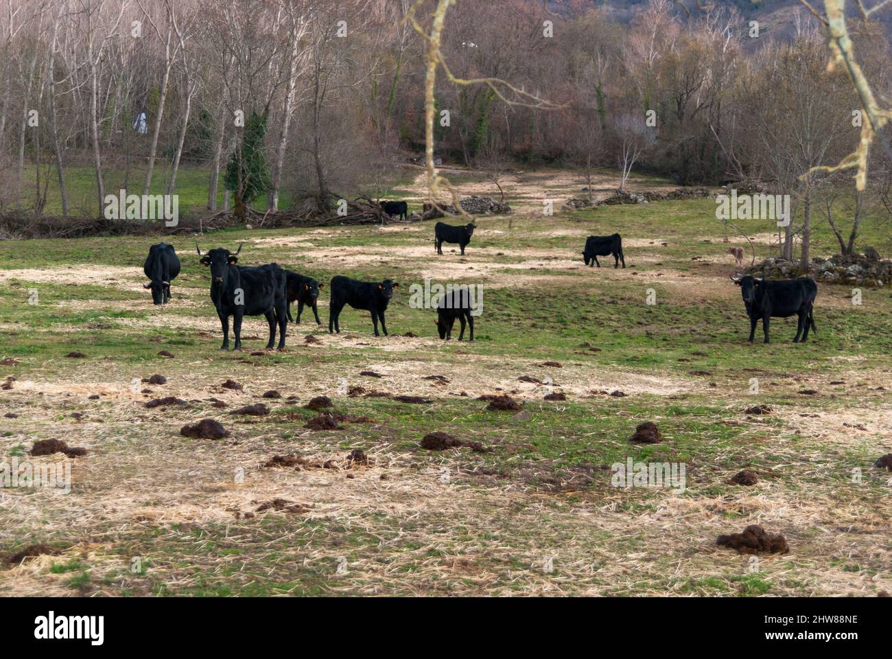 Group cows grazing grass field hi-res stock photography and images - Alamy