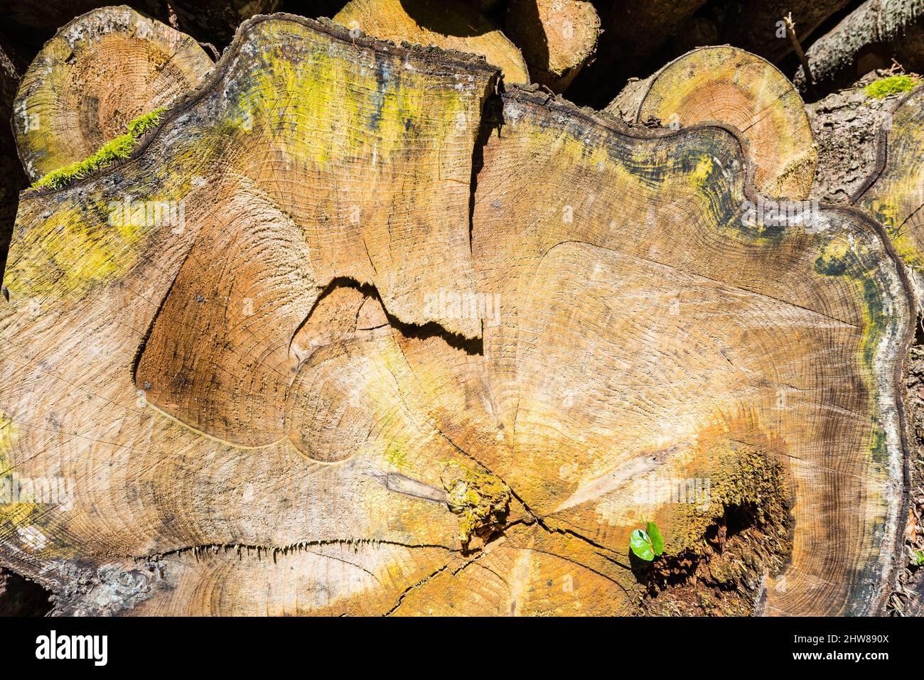 Yellow tree ring painting hi-res stock photography and images - Alamy