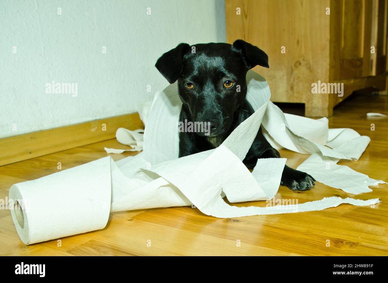 Can Dogs Eat Toilet Paper