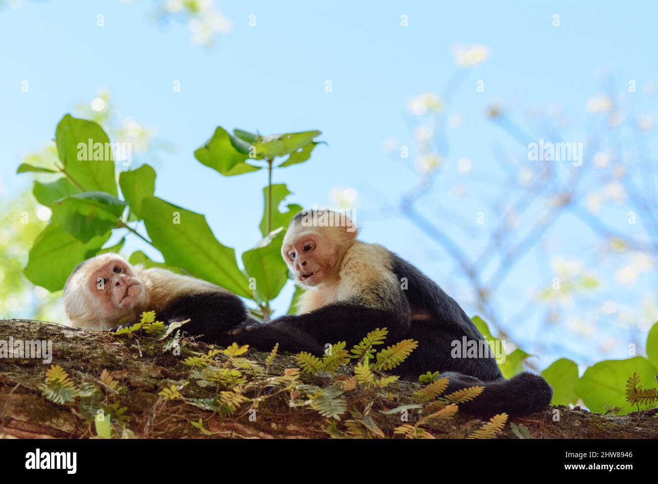Two Panamanian white-faced capuchins (Cebus imitator), Manuel Antonio National Park, Puntarenas Province, Quepos, Costa Rica, Central America. Stock Photo