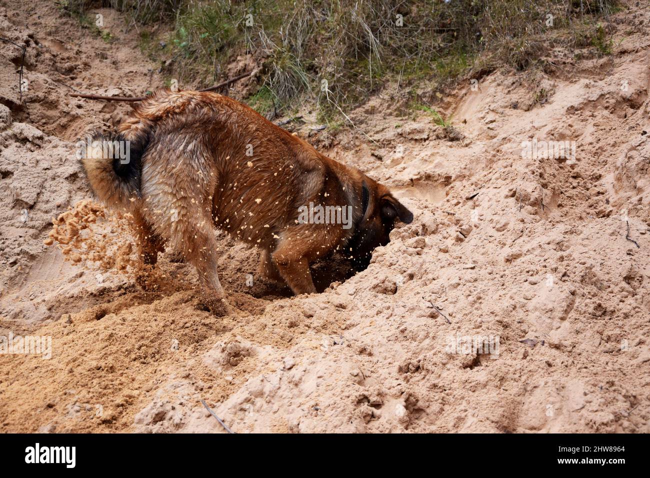 Cute dog digging a hole in the sand Stock Photo Alamy