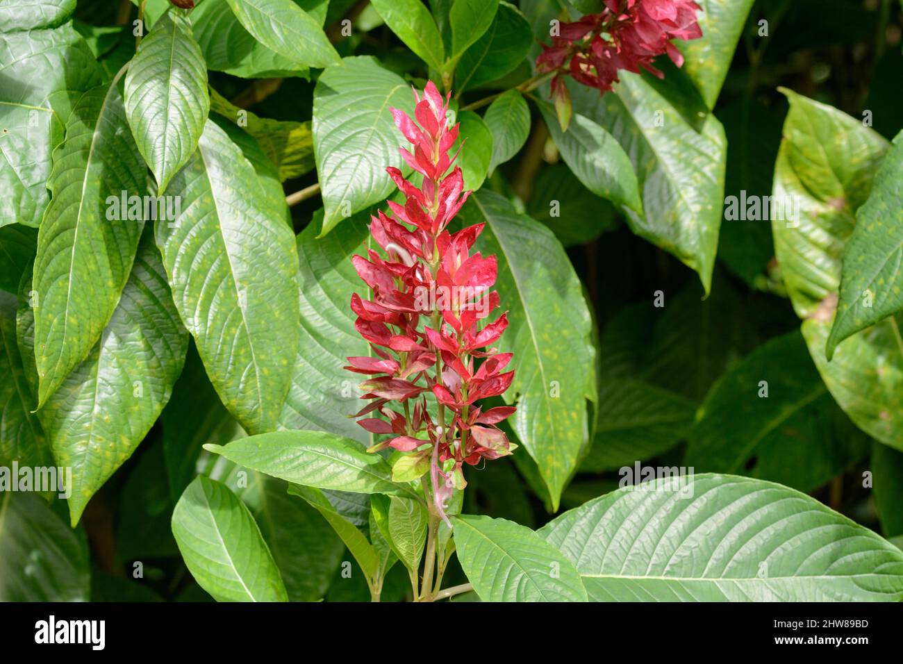 Red ginger flower (Alpinia purpurata), Costa Rica, Central America Stock Photo