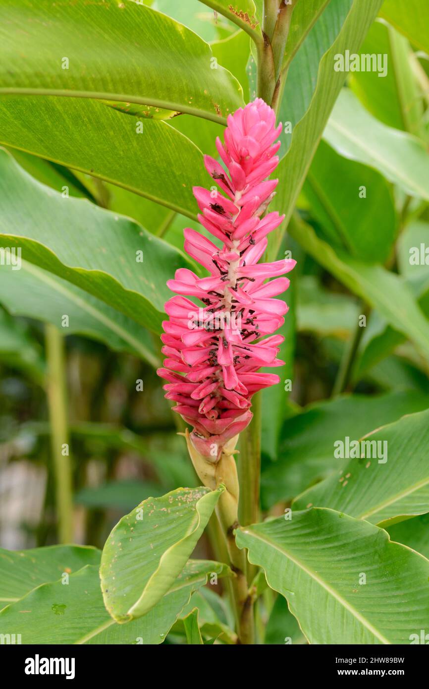 Pink ginger flower (Alpinia purpurata), Costa Rica, Central America Stock Photo