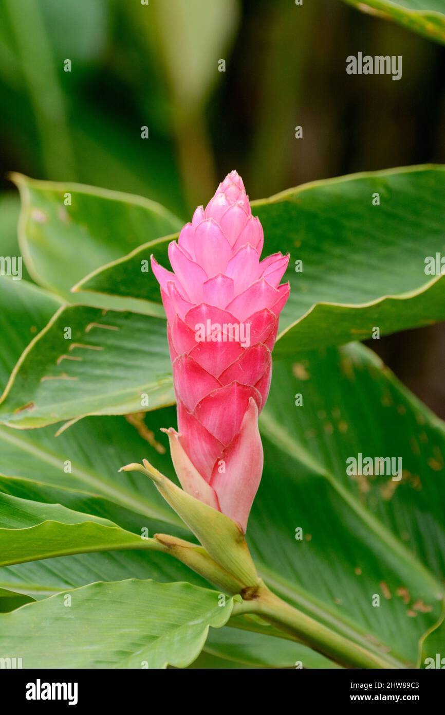 Pink ginger flower (Alpinia purpurata), Costa Rica, Central America Stock Photo