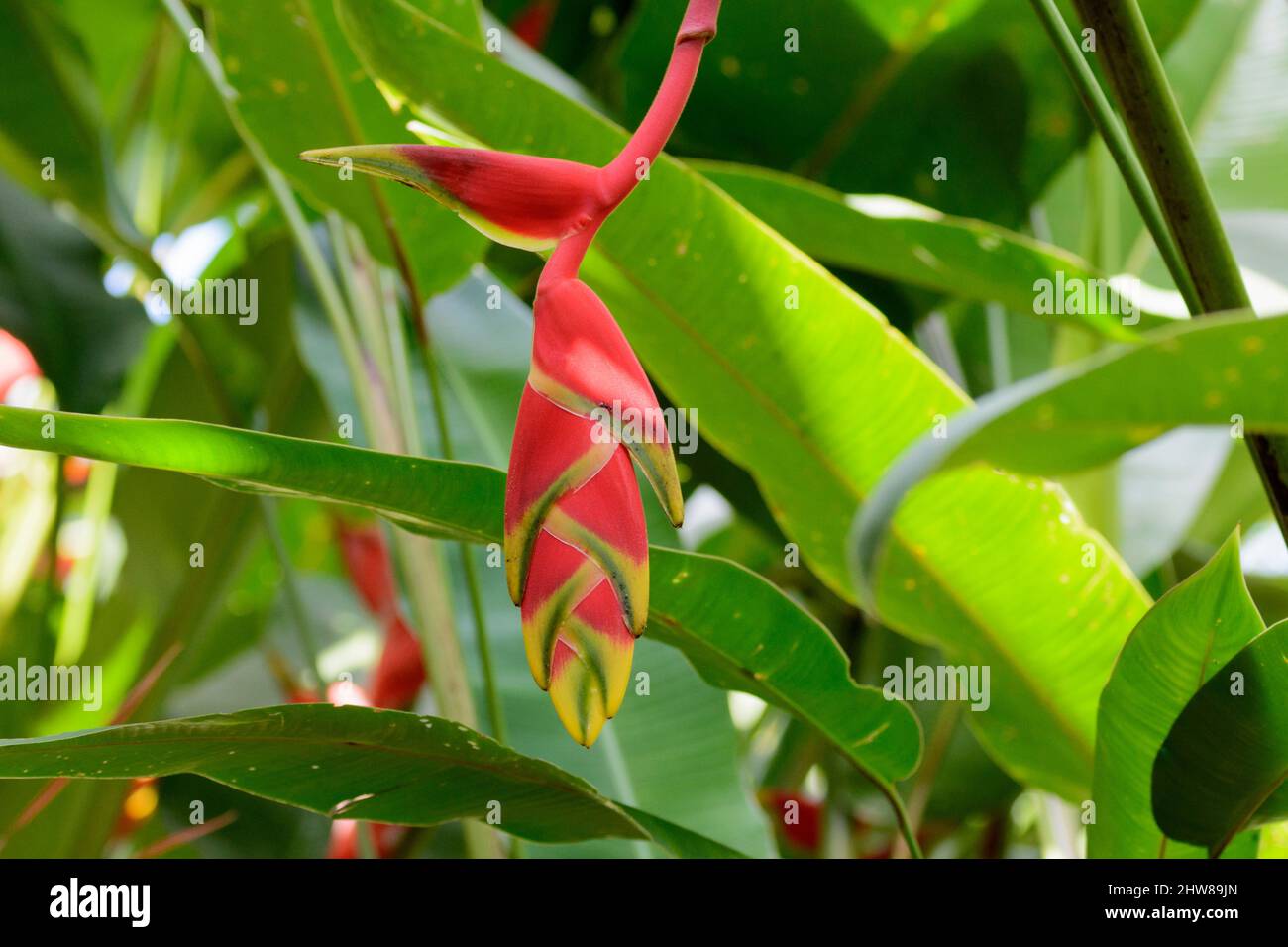 Hanging Lobster Claw Plant or False Bird of Paradise (Heliconia rostrata), Costa Rica, Central America Stock Photo