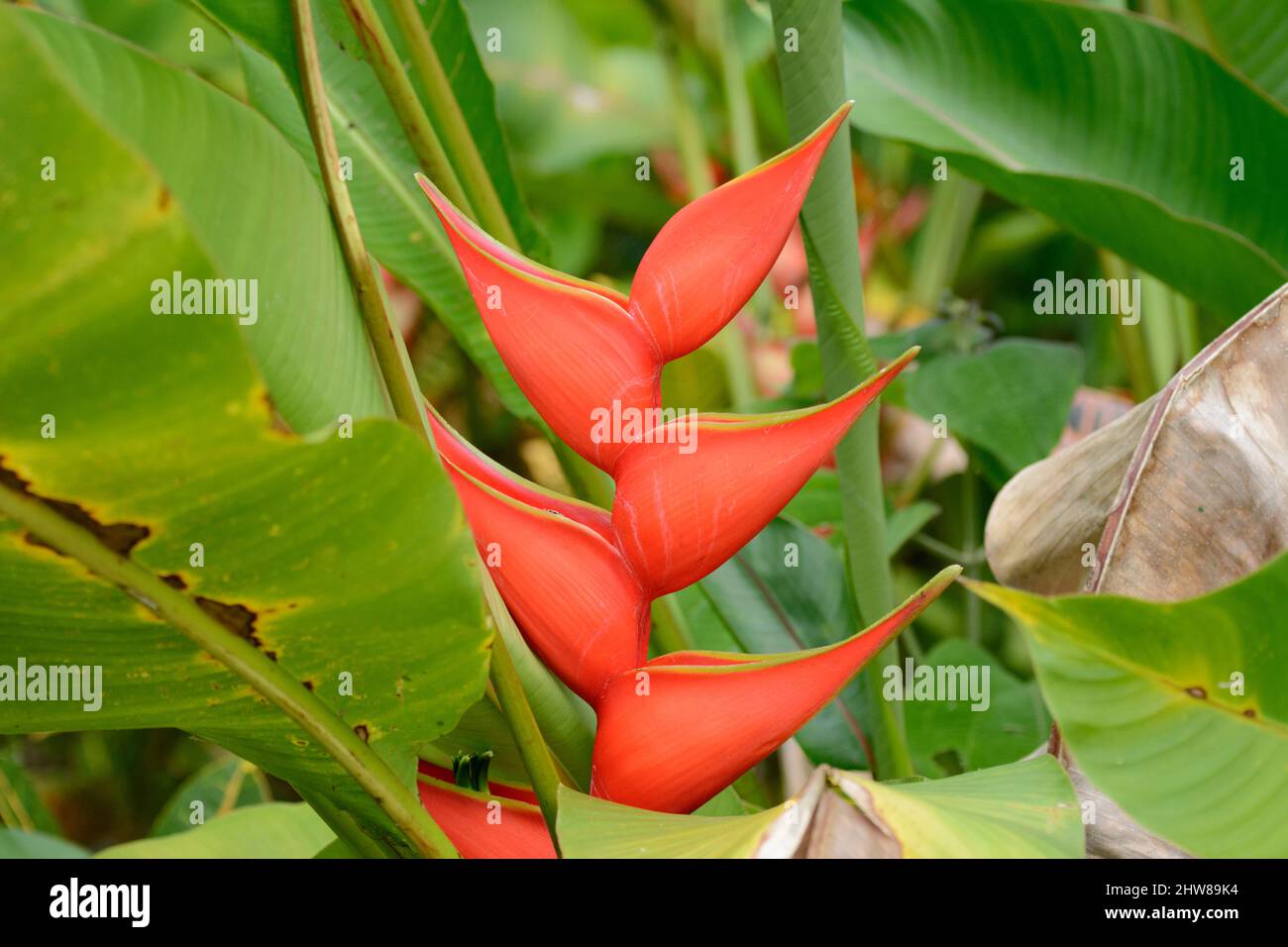 Hanging Lobster Claw Plant or False Bird of Paradise (Heliconia rostrata), Costa Rica, Central America Stock Photo