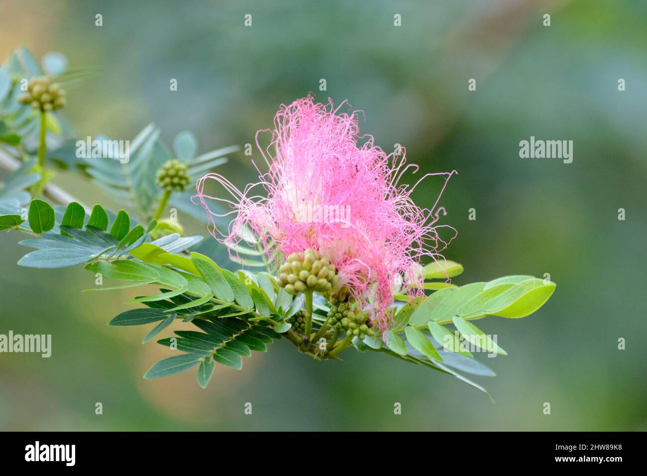 Powder puff flower hires stock photography and images Alamy