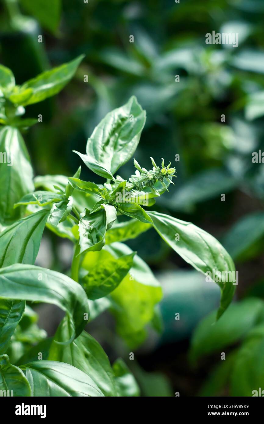 Basil growing in the greenhouse Stock Photo Alamy