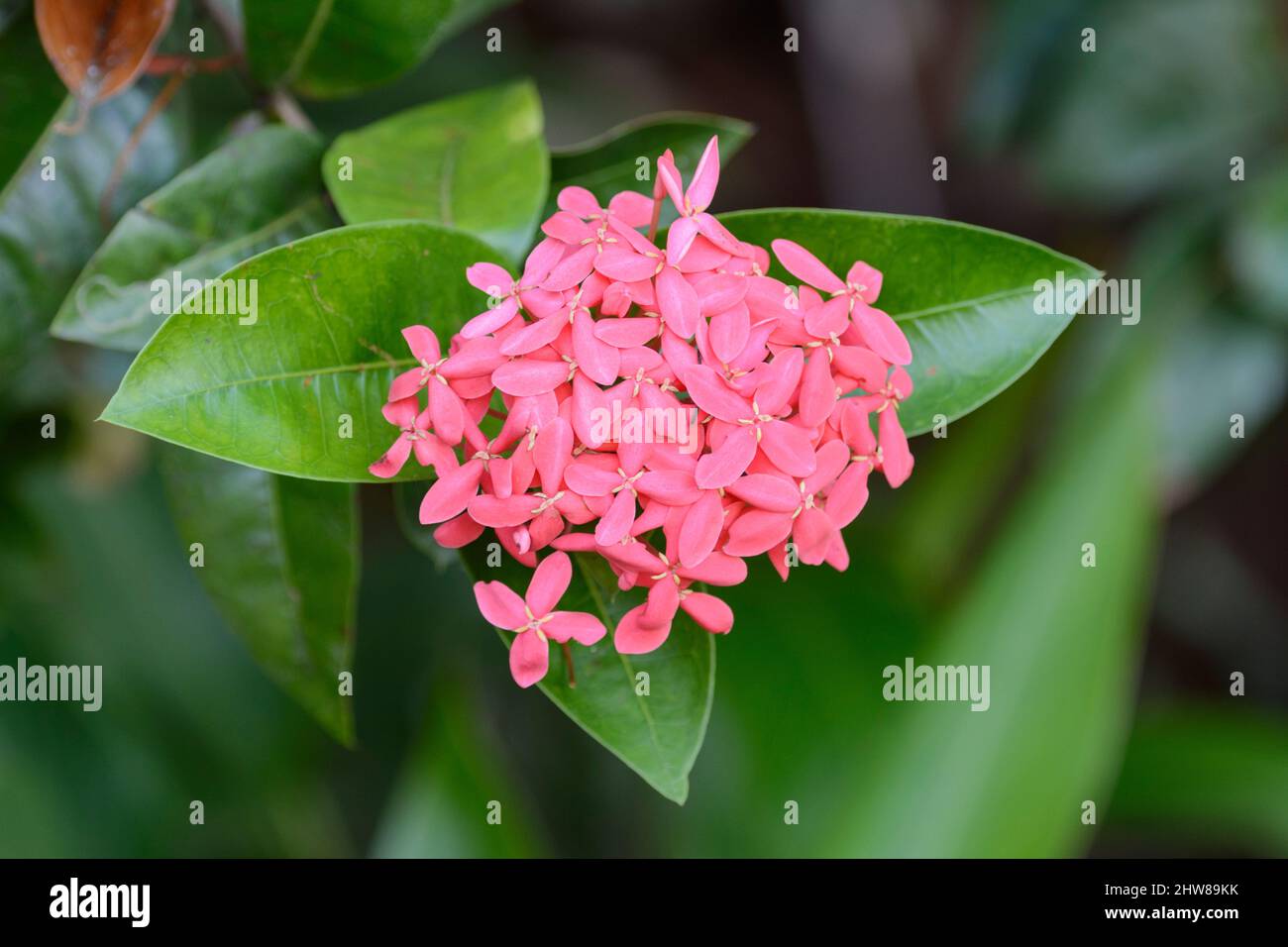 Pink flowers on a flowering shrub in Costa Rica, Central America Stock Photo