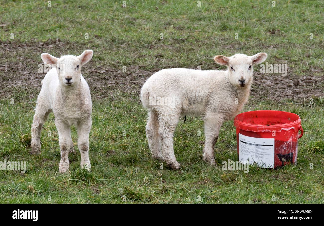 Austwick, North Yorkshire, UK. March 4th 2022: New lambs in the fields at Austwick, North Yorkshire. Credit: John Bentley/Alamy Live News Stock Photo