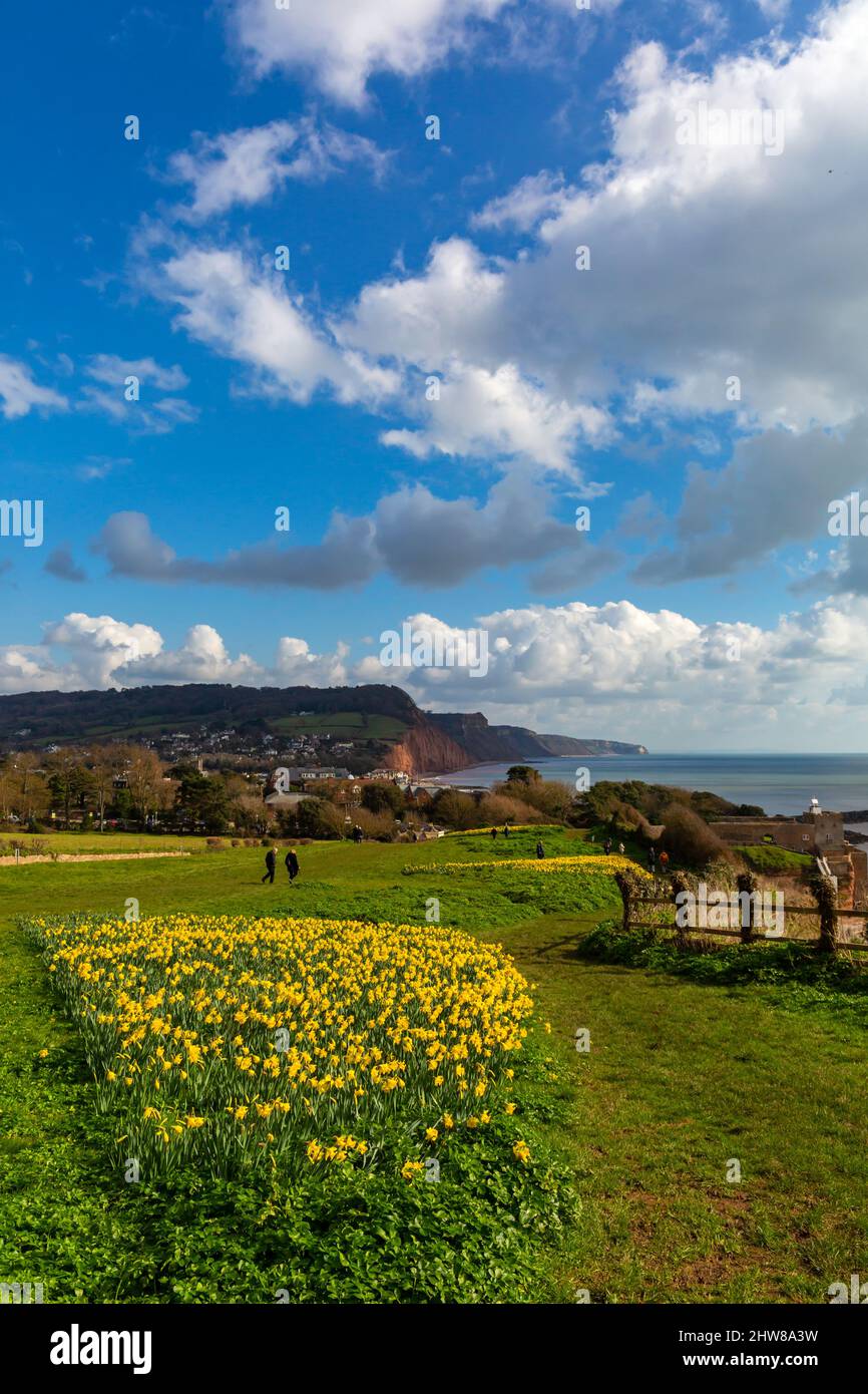 Sidmouth, Devon, UK. 4th March 2022. UK Weather. sunshine and Daffodils in bloom next to the South West Coast Path at Sidmouth in Devon, creating a sea of yellow thanks to Keith Owen, a Canadian investment banker who lived in Sidmouth - when he died in 2007 he left his entire life savings, £2.3 million to the town's Sid Vale Association, with his dying wish for a million flowers to be planted. The hope is that Keith's legacy brings happiness to locals and visitors for generations to come. Credit: Carolyn Jenkins/Alamy Live News Stock Photo