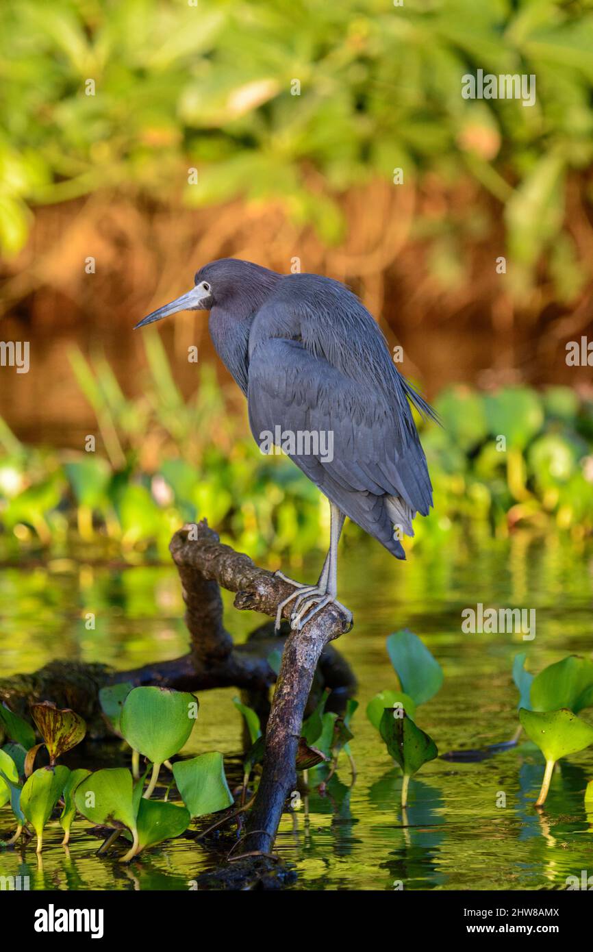 Little blue heron (Egretta caerulea) perched on a branch in the river, Tortuguero National Park, Limon Province, Costa Rica, Central America Stock Photo