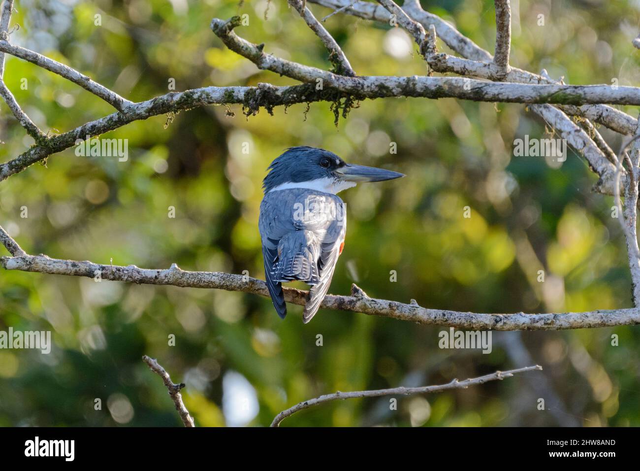 Ringed Kingfisher (Megaceryle torquata) sitting on a branch over the river in Tortuguero National Park, Limon Province, Costa Rica, Central America Stock Photo
