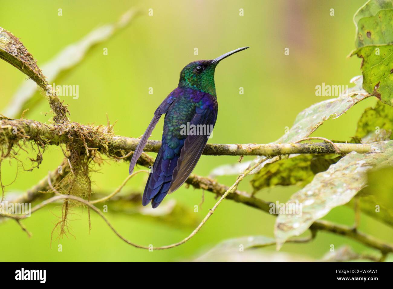 Green crowned Brilliant Hummingbird Heliodoxa Jacula Also Known As green-crowned-brilliant-hummingbird-heliodoxa-jacula-also-known-as