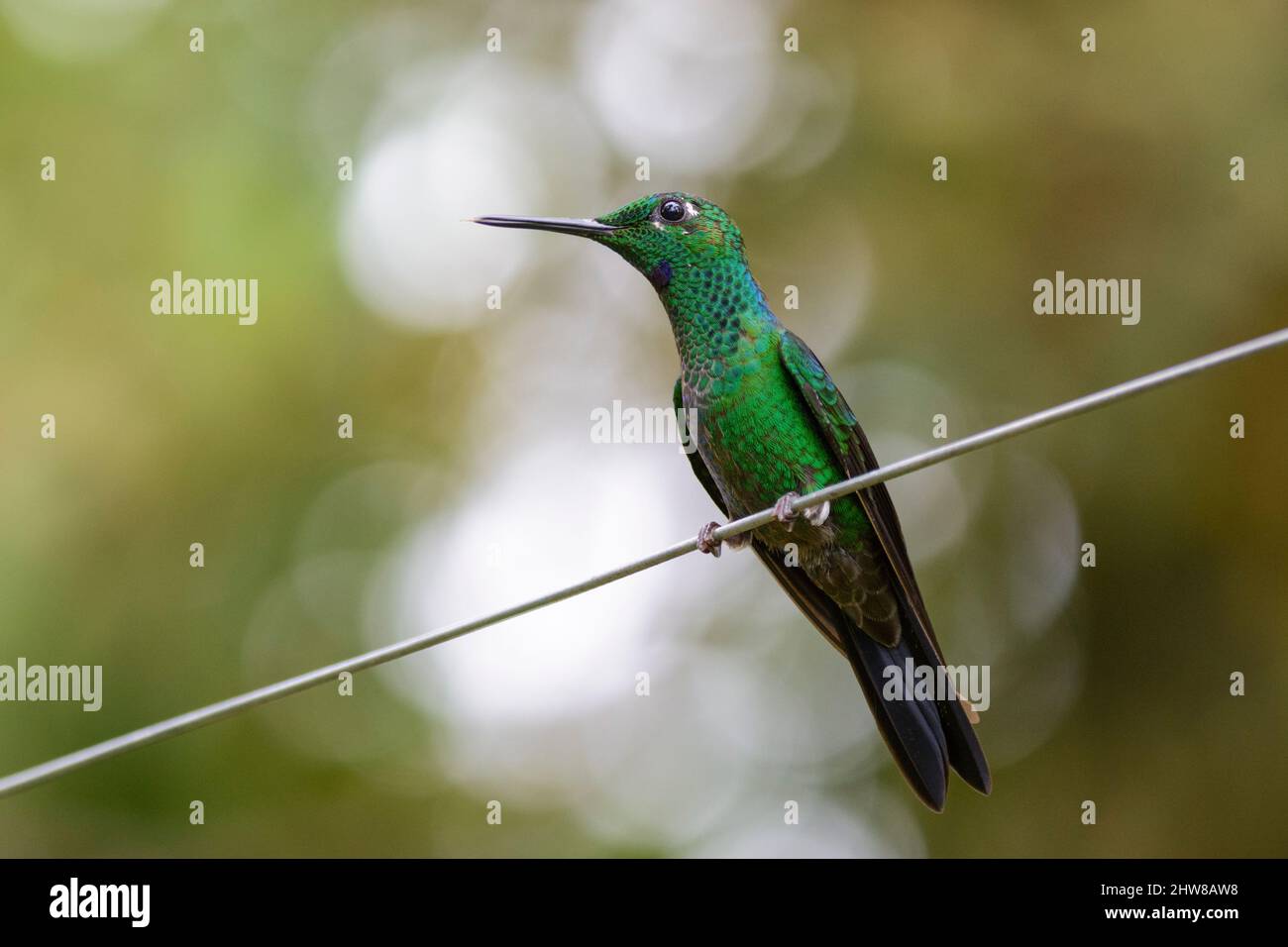 Green-crowned brilliant hummingbird (Heliodoxa jacula), also known as the green-fronted brilliant, Villa Blanca Cloud Forest, San Ramon, Costa Rica Stock Photo