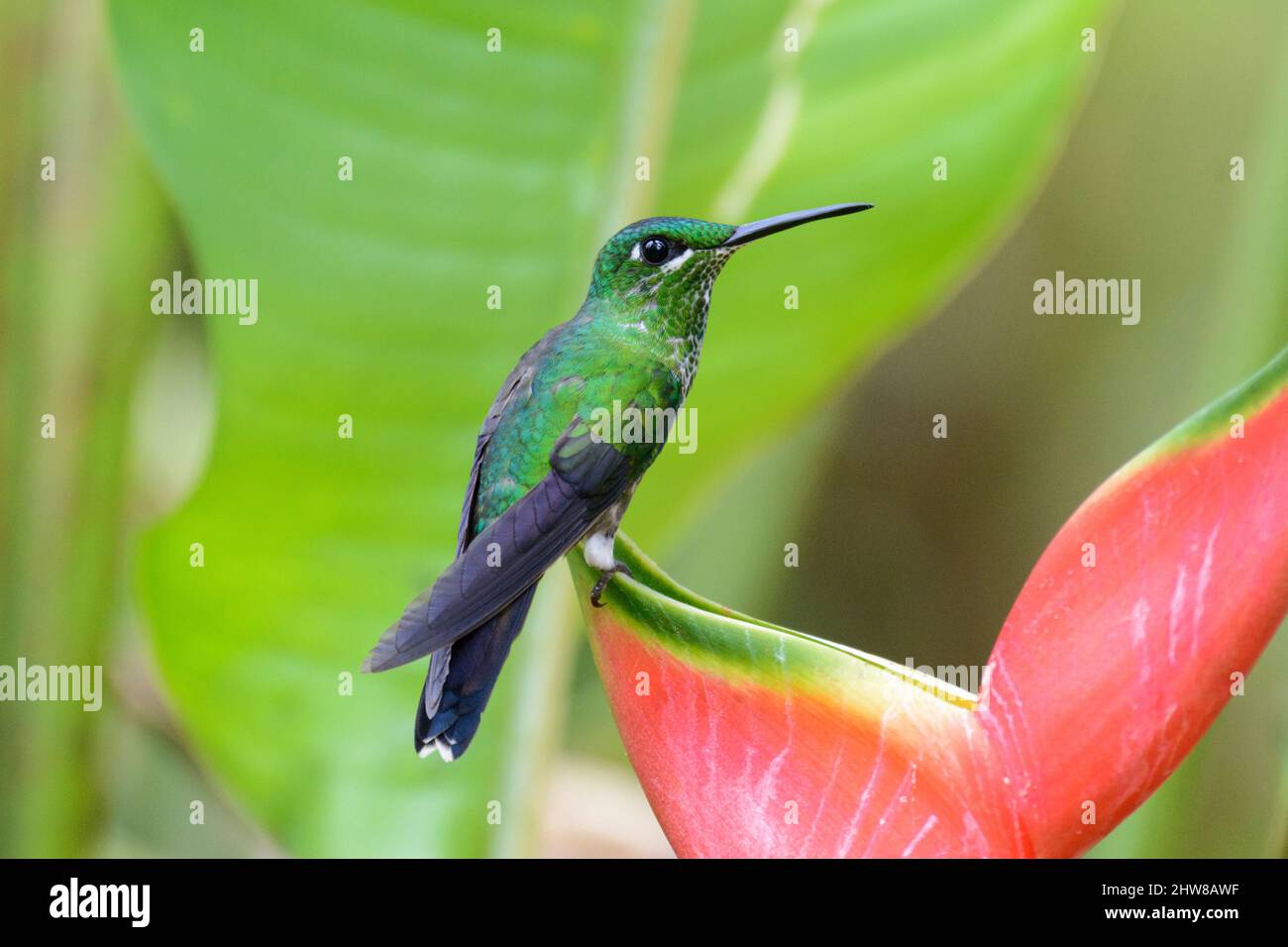 Green-crowned brilliant hummingbird (Heliodoxa jacula), also known as the green-fronted brilliant, Villa Blanca Cloud Forest, San Ramon, Costa Rica Stock Photo