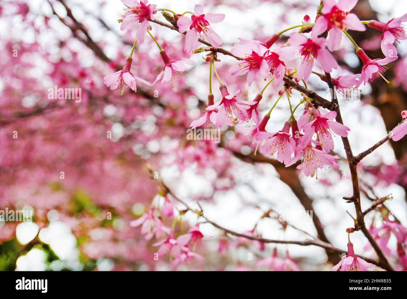 Amazing cherry blossom (sakura)  japanese garden in Tokyo, Kyoto, Yokogama, Osaka, Hasselt, Maulevrier,  Leverkusen, Kaiserslautern , Munich. - idylli Stock Photo