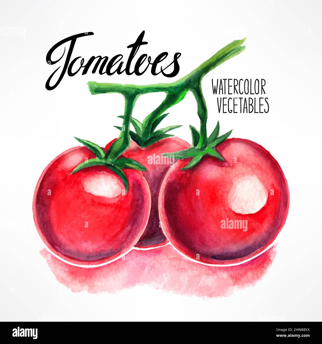 delicious ripe watercolor tomatoes. hand-drawn illustration Stock Vector