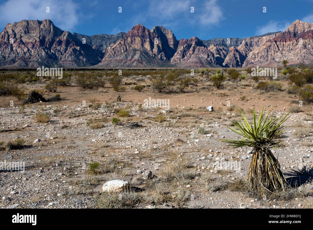 Red Rock Canyon, Nevada.  Looking toward Spring Mountains.  Mojave Yucca (yucca schidigera) on right. Stock Photo