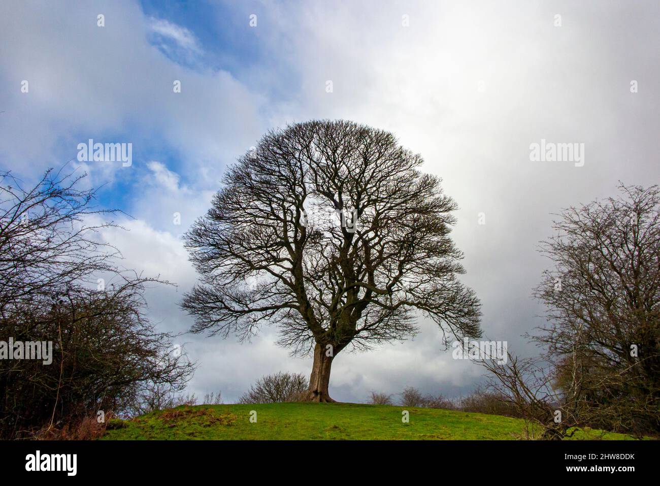 Will Shore's Tree that William Wordsworth wrote a sonnet about near Oaker in the Derbyshire Dales Peak District National Park England UK Stock Photo