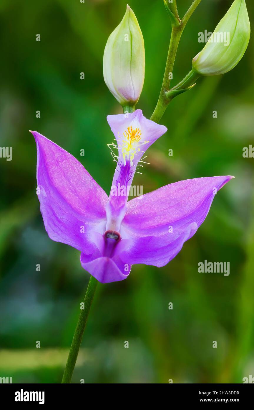 Calopogon orchid growing in bog habitat Stock Photo