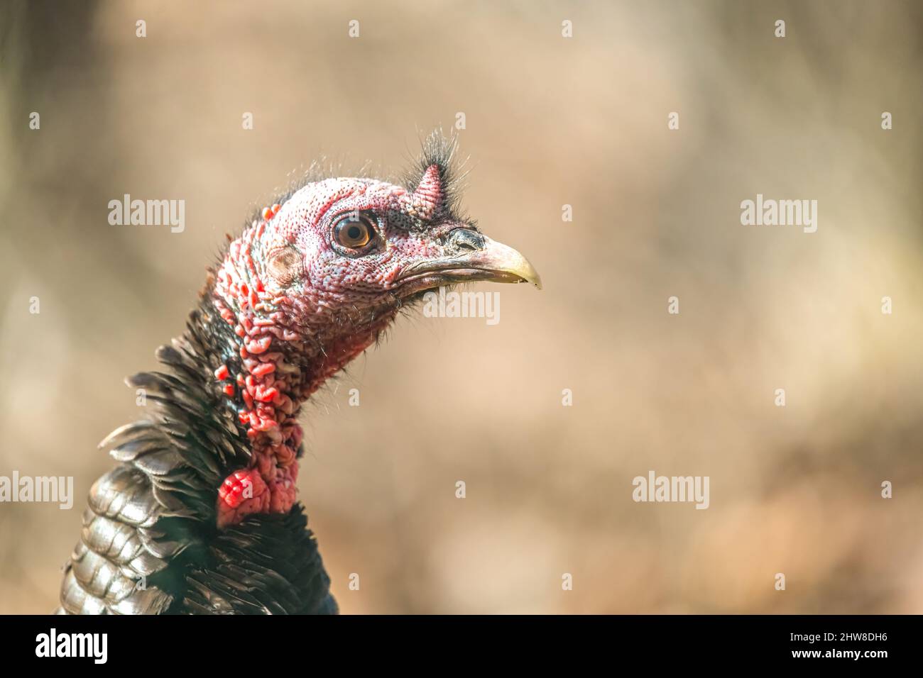 Close up head shot of a wild turkey (Meleagris gallopavo) in the woods in Michigan, USA. Stock Photo