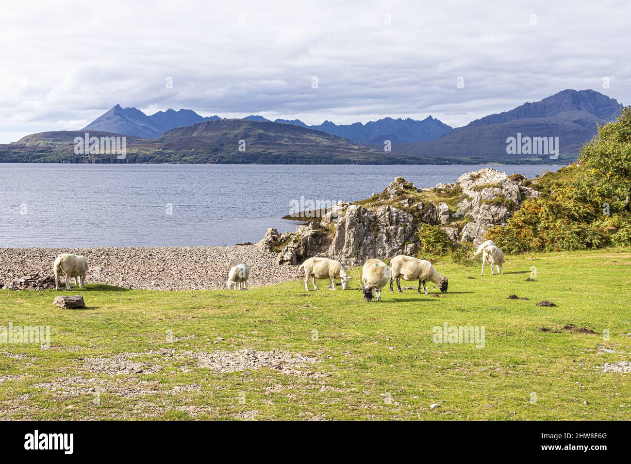 Sheep grazing on the shores of Loch Eishort at Tokavaig, Sleat Peninsula in the south of the Isle of Skye, Highland, Scotland UK. Cuillins on horizon. Stock Photo
