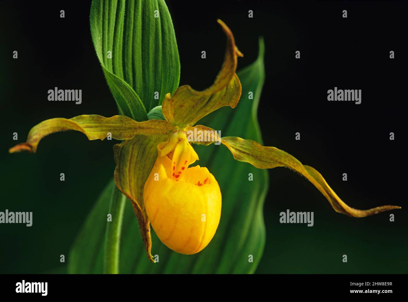 Large yellow lady's slipper orchid at Bruce Peninsula National Park Ontario Canada Stock Photo