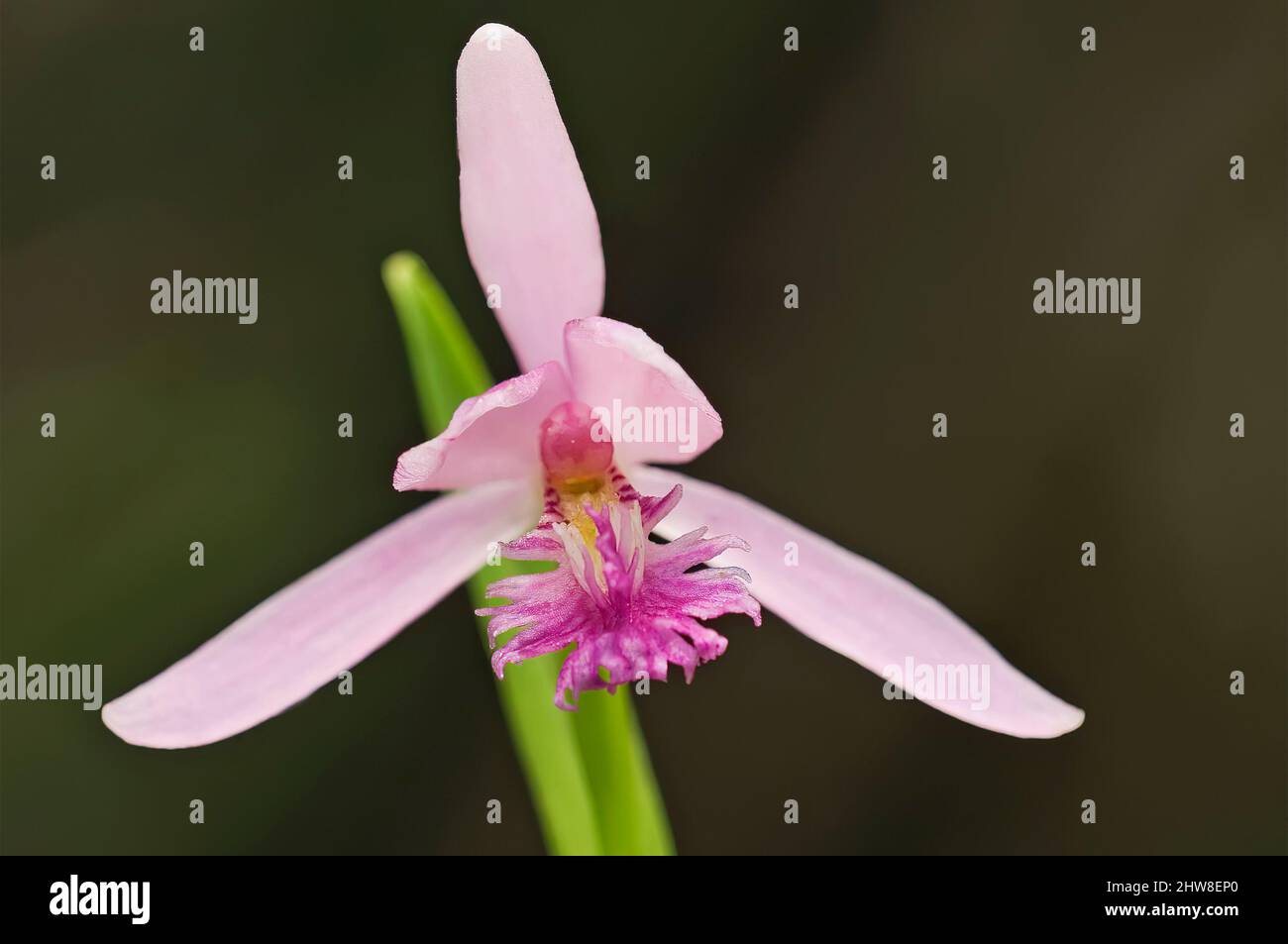 Rose Pogonia orchid growing in bog habitat Stock Photo