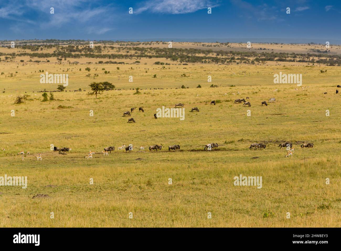 Tanzania. Wildebeest and Thompson's Gazelle on the Northern Serengeti Plain, Early Dry Season.. Stock Photo