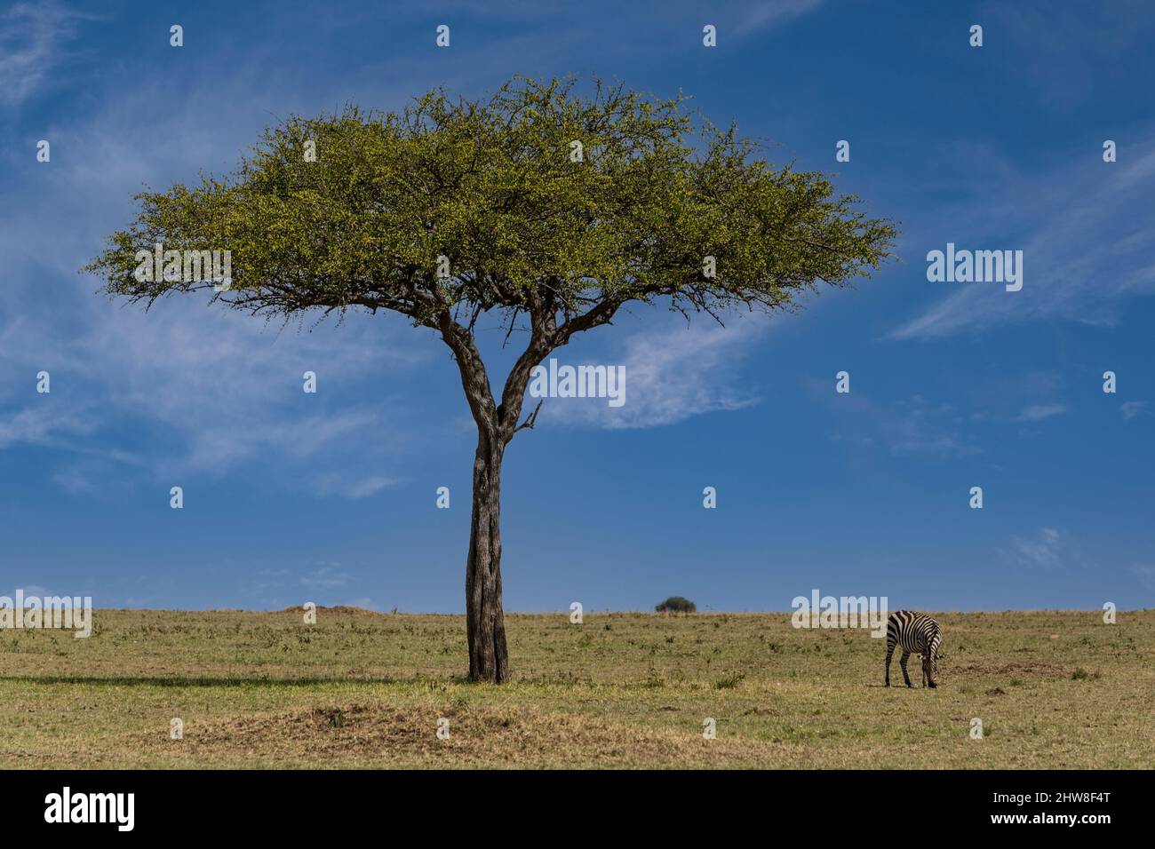 Tanzania. Serengeti. Balanites Aegyptiaca, Desert Date Tree, or Thorn Tree, or Soap Berry Tree, or Egyptian Balsam. Stock Photo